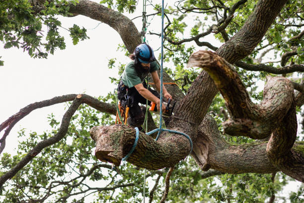 Best Fruit Tree Pruning  in Rochester, MN